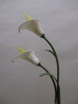 Dekorative Tischlampe - Glasvase mit Callablüten